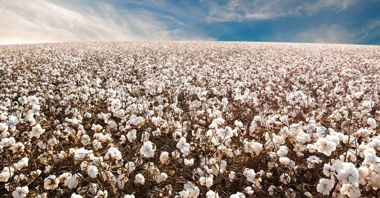 Imagem da notícia Costa Rica e Chapadão concentram quase 85% da área de algodão plantada em MS