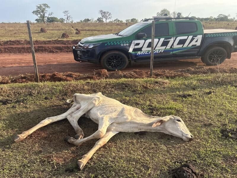 Imagem da notícia MPMS investiga fazenda após PMA encontrar gado em estado de extrema magreza em Cassilândia