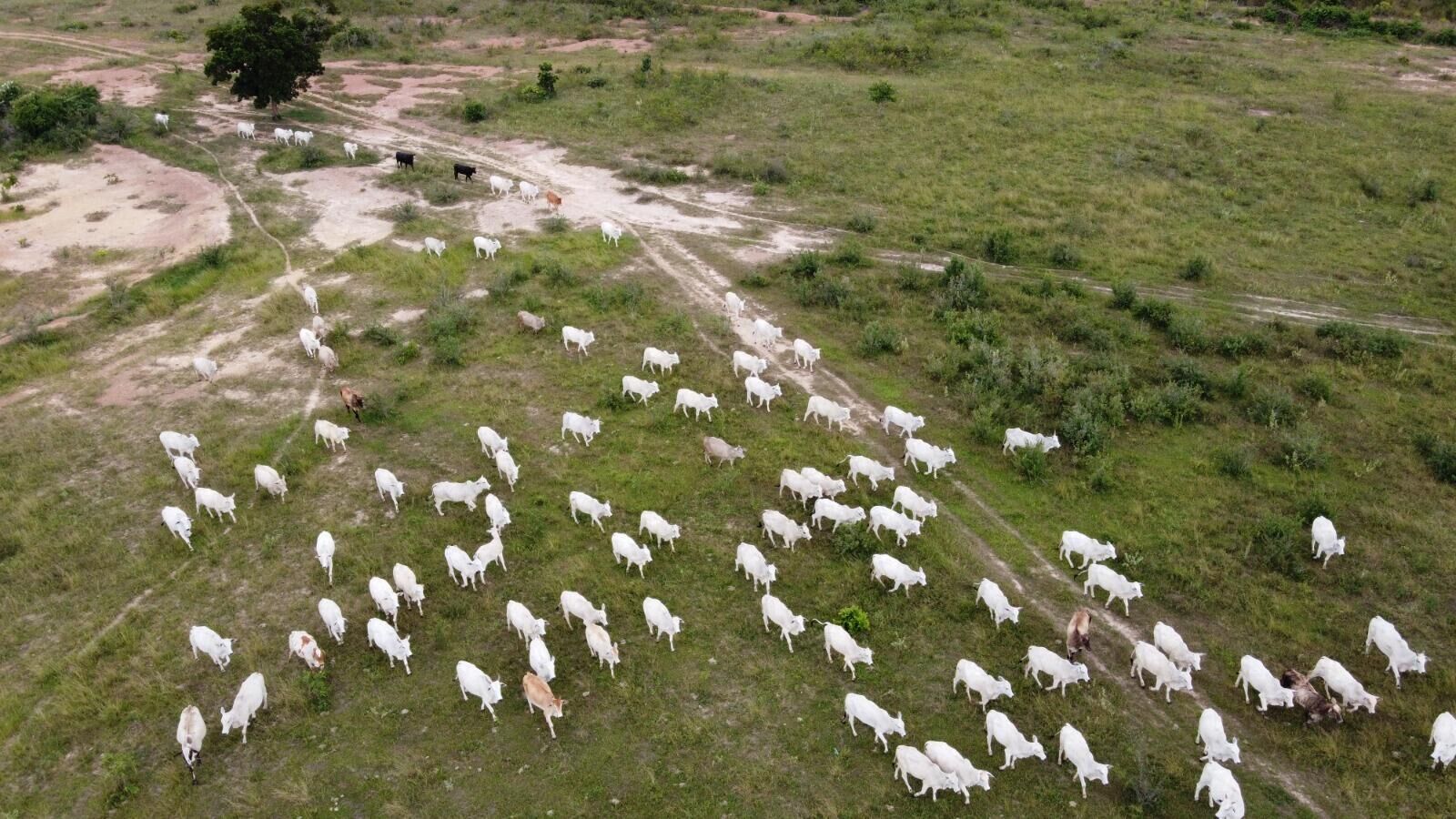 Imagem da notícia Riedel defende pecuária sustentável como aliada da preservação e da permanência das famílias no Pantanal