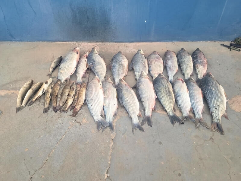 Ilustração da notícia MPMS investiga pesca ilegal e danos ambientais em Água Clara após apreensão de quase 88 quilos de pescado