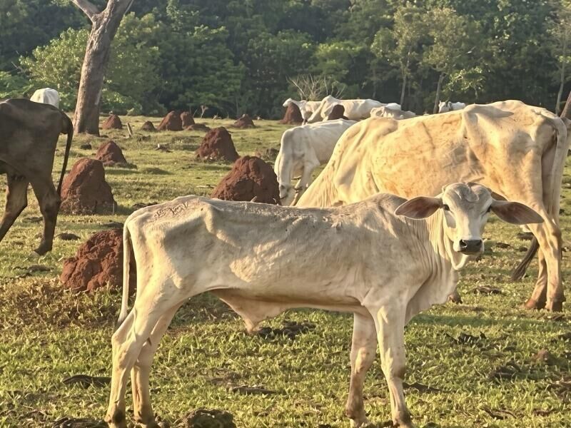 Imagem da notícia MP investiga maus-tratos a gado em fazenda de Cassilândia