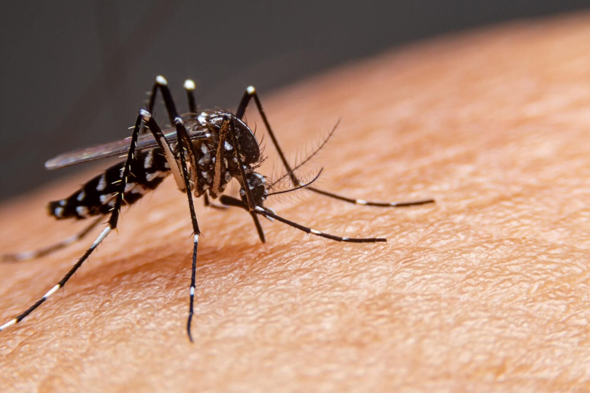 Ilustração da notícia MS confirma primeira morte por dengue em 2026; chikungunya já soma 28 óbitos da MS Todo dia