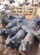 Imagem adicional 5 do item MODICAV - 45 Kg