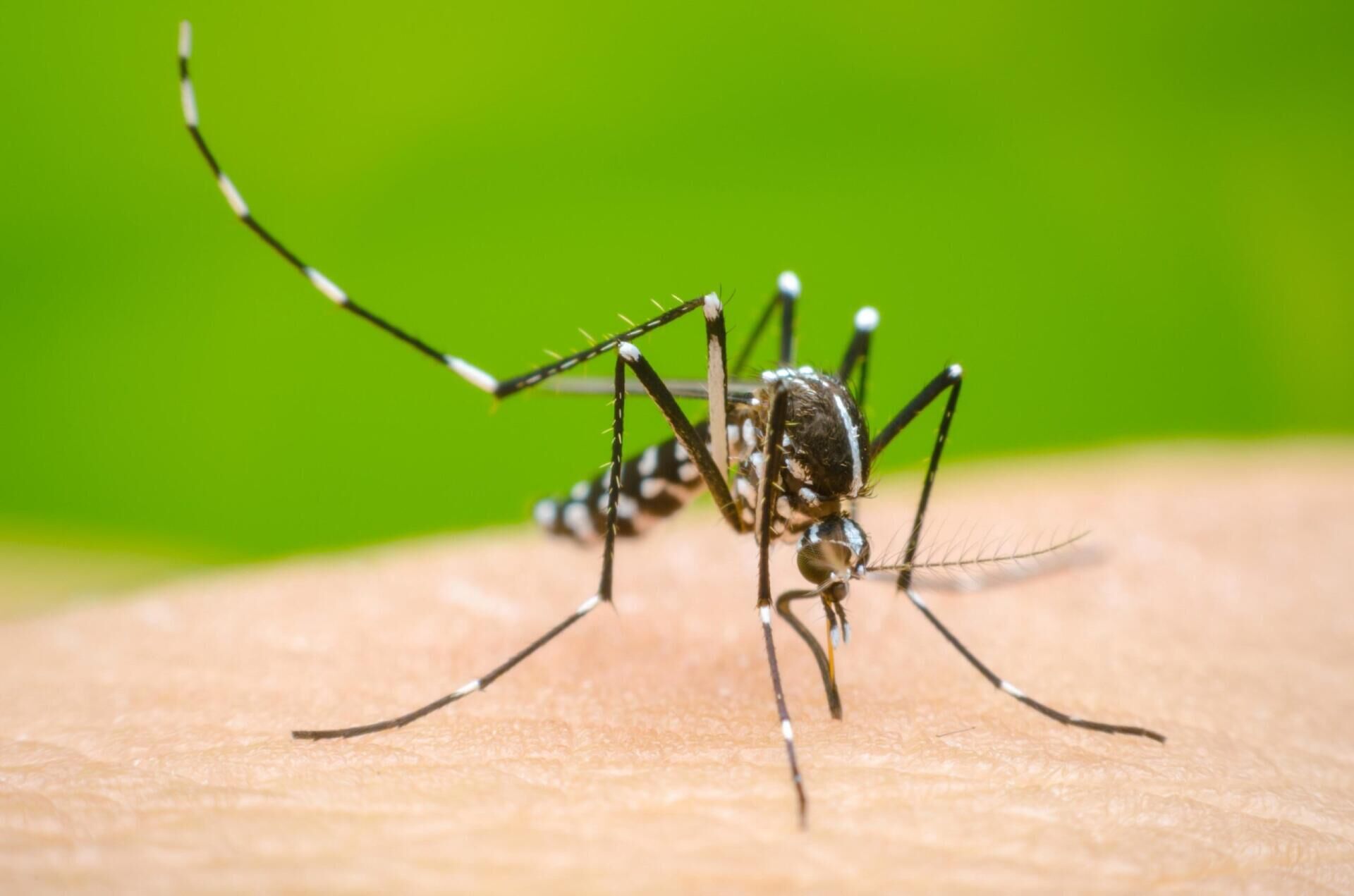 Ilustração da notícia Mato Grosso do Sul ultrapassa 9,8 mil casos confirmados de chikungunya em 2026 da MS Todo dia