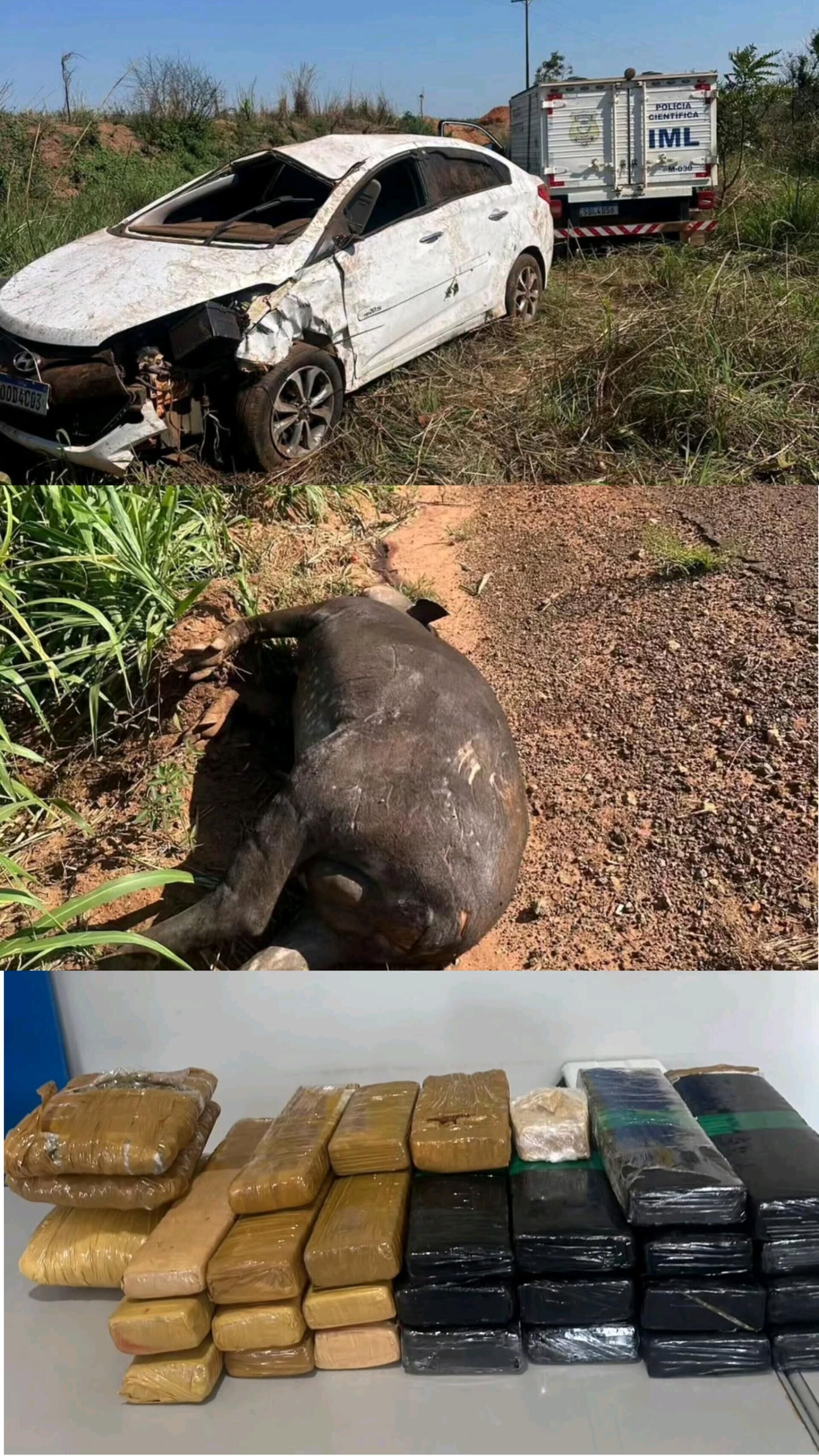 Imagem ilustrativa da matéria Cassilandense morre após carro bater em anta na GO-341; drogas são encontradas no veículo