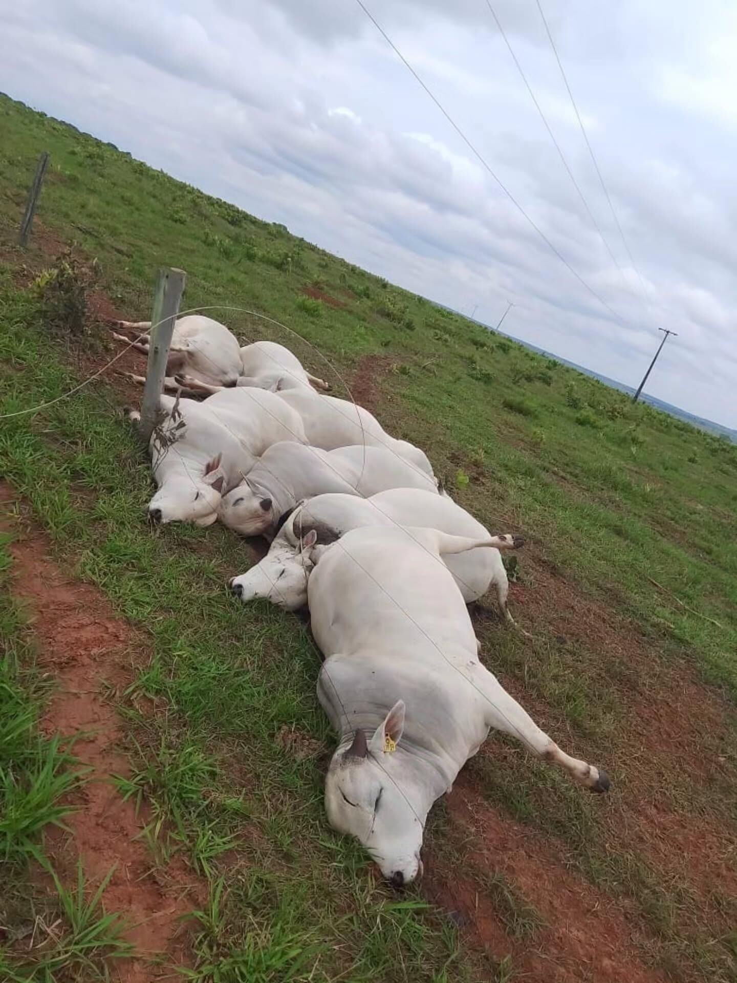 Imagem ilustrativa da matéria Morte de sete touros após queda de fio elétrico causa prejuízo de R$ 160 mil em MS