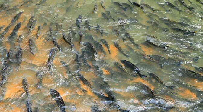 Ilustração da notícia Piracema começa neste domingo e suspende pesca em rios de MS até fevereiro de 2027 da MS Todo dia