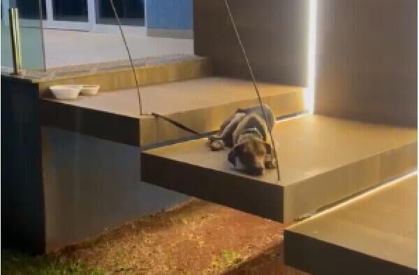 Imagem da notícia Mulher acorrenta cachorro em frente à Câmara de Costa Rica em “protesto” e questiona: “cadê o poder público?”