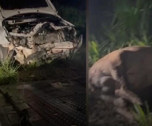 Ilustração da notícia Corolla fica destruído após atingir anta na BR-262, em Água Clara