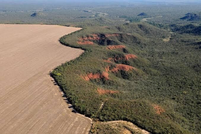 Ilustração da notícia Fazenda de Camapuã vira alvo de investigação do MPMS por desmatamento irregular de área nativa