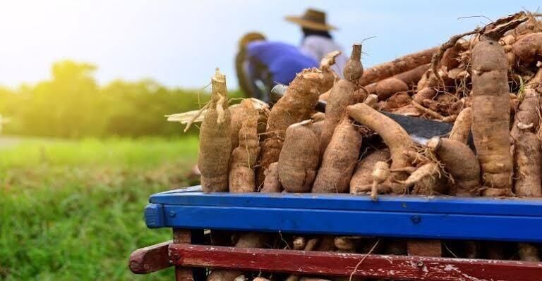 Imagem ilustrativa da matéria Oficina técnica aborda técnicas de cultivo e plantio prático de mandioca em Alcinópolis