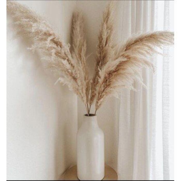 Imagem de Kit 5 Hastes de Capim-dos-Pampas Natural