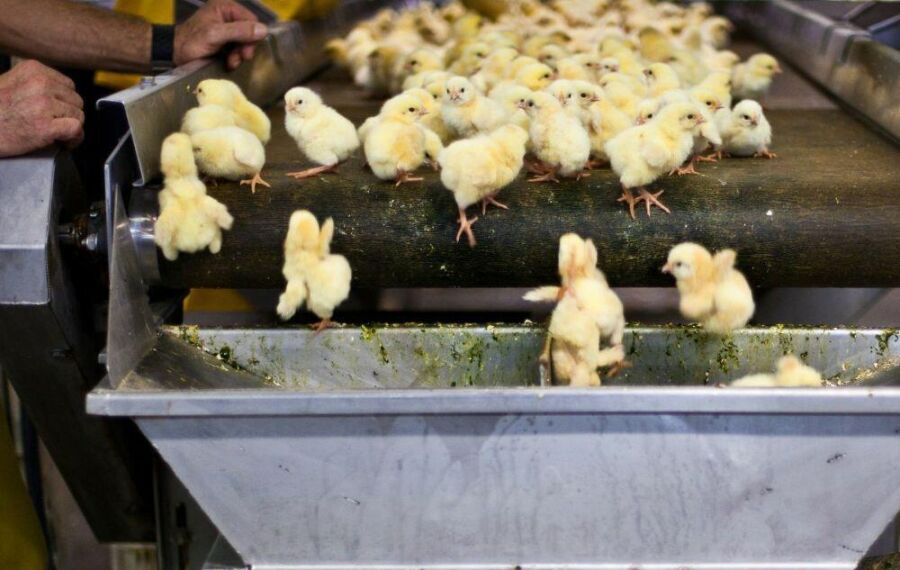 Image A-death-is-not-an-accident-in-the-egg-industry-it-is-part-of-the-process-from-the-beginning