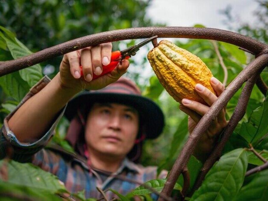 Imagem cacao-farmer-use-pruning-shears-to-cut-the-cacao-pods-or-fruit-ripe-yellow-cacao-from-the-cacao-tree_51137-8664