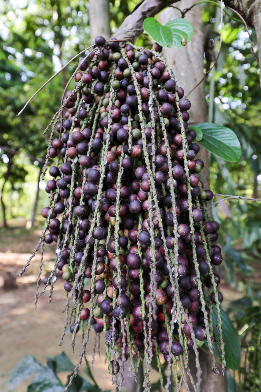 Imagem uma-suculenta-fruta-de-mangostao-repousa-a-beira-de-uma-movimentada-estrada-sua-casca-roxa-contrasta-com-uma