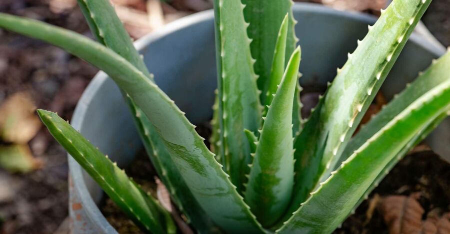 Aloe Vera (Babosa). Reprodução: Internet