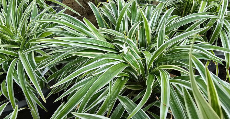 Clorofito (Chlorophytum comosum). Reprodução: Internet