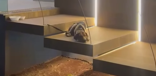 Imagem da notícia Após protesto em frente à Câmara, cachorro resgatado pelo CCZ testa positivo para cinomose em Costa Rica