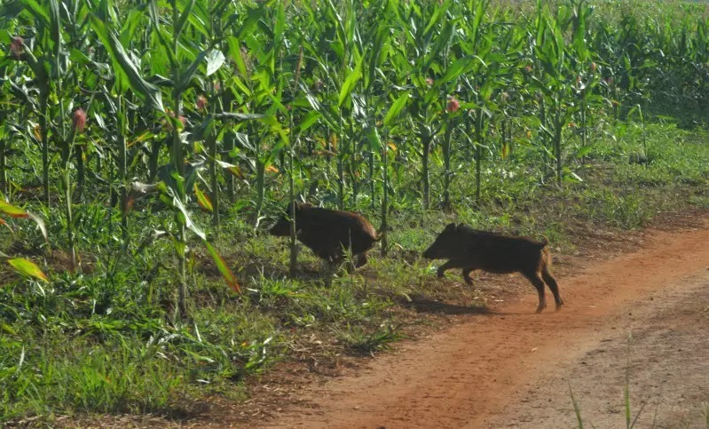 Imagem ilustrativa da matéria Ataques de javalis fazem produtores substituir milho por sorgo em áreas de MS