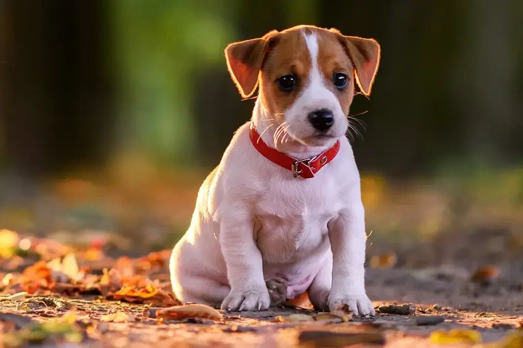 Imagem ilustrativa da matéria Alcinópolis inicia campanha antirrábica com vacinação de cães e gatos em diferentes pontos da cidade