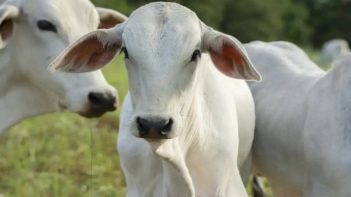 Ilustração da notícia Sete bezerros Nelore desaparecem de fazenda e polícia investiga furto em Paraíso das Águas