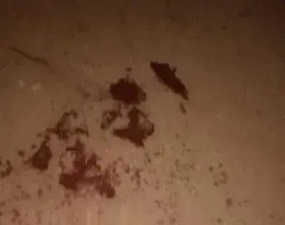 Imagem ilustrativa da matéria Homem tem casa invadida e é agredido com paralelepípedo em Cassilândia