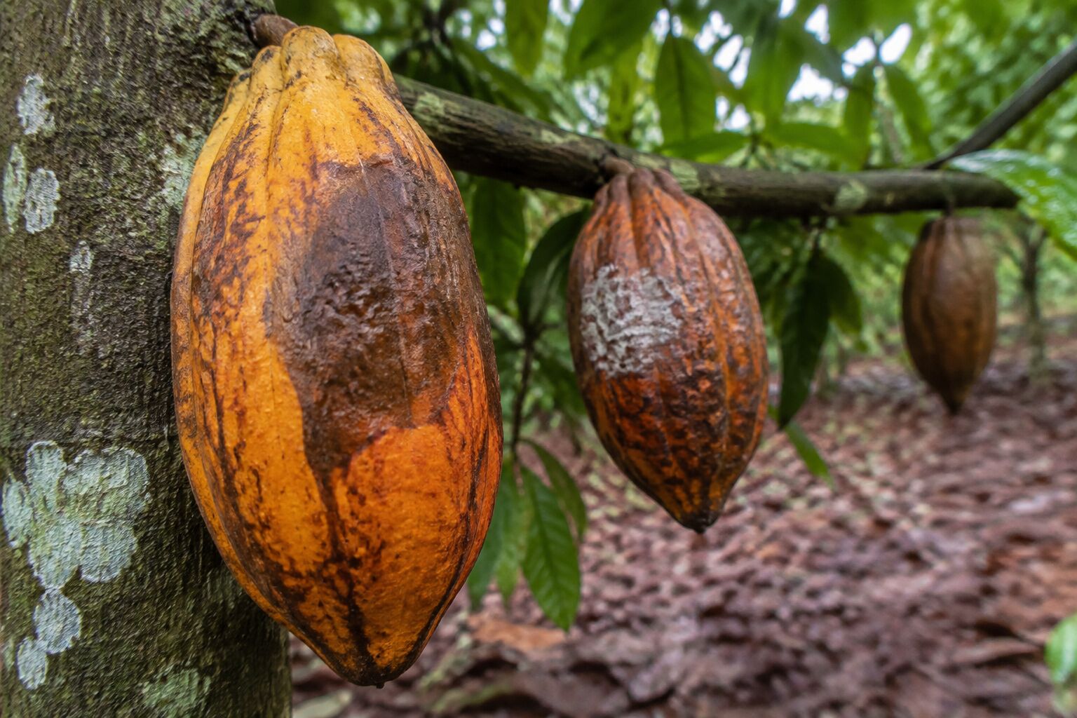 Imagem principal Podridão-parda: como identificar e controlar a Phytophthora no cacaueiro