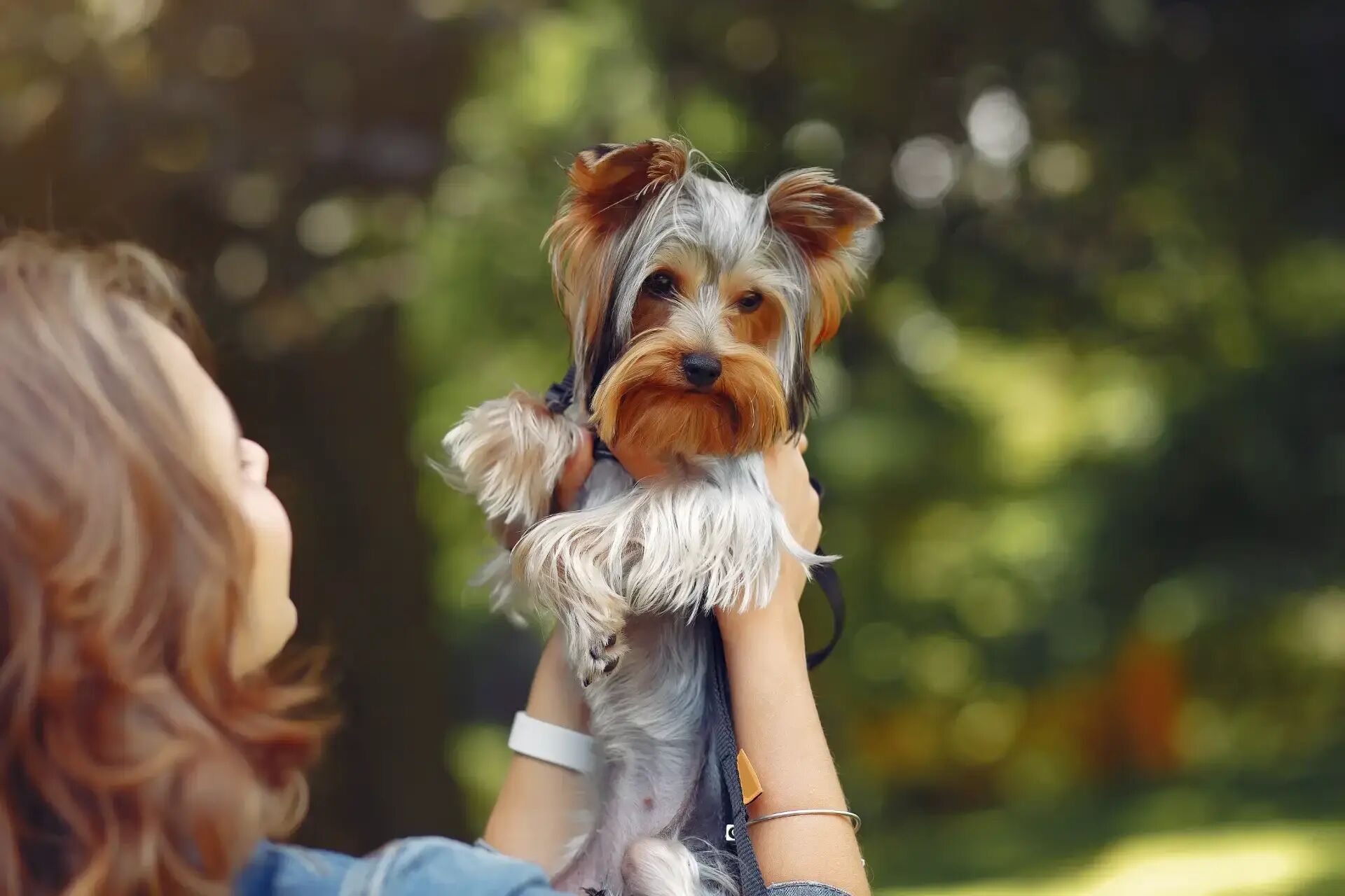 Imagem principal Por que chocolate faz mal para cachorro e o que fazer em caso de ingestão