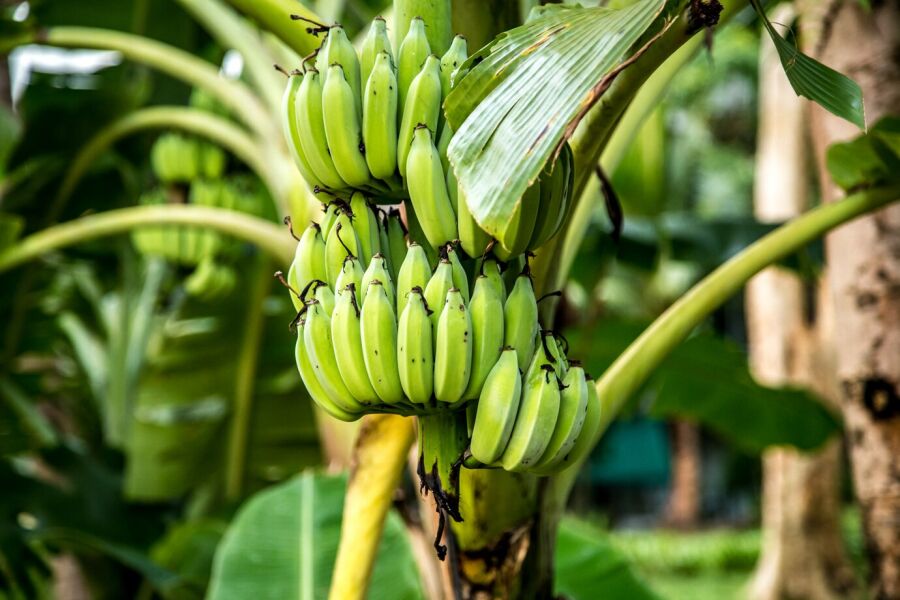 Imagem plantação-de-banana
