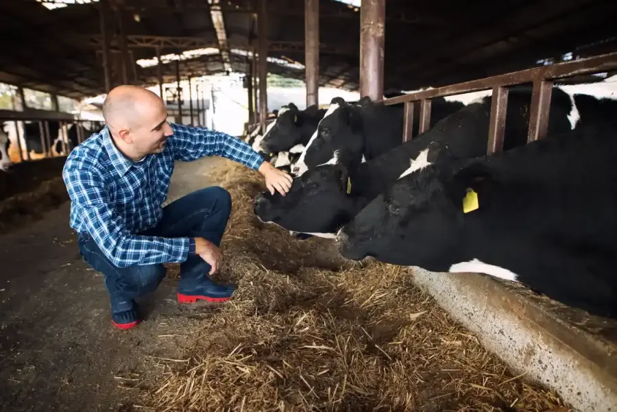 Imagem homem-inspecionando-vacas-leiteiras-em-curral-com-palha