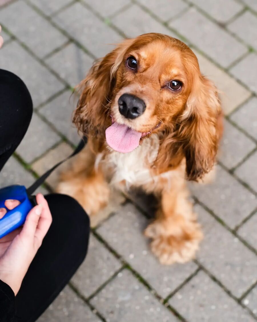 Imagem cocker-spaniel-marrom-chao-pedras-pessoa-carinho