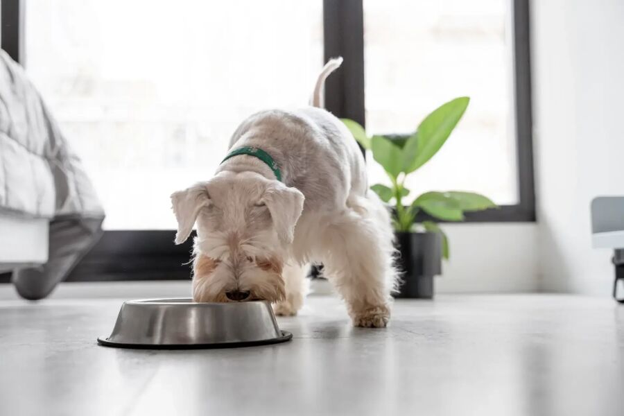 Imagem filhote-cachorro-tigela-comida-metal-ambiente-interno