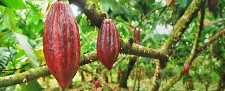 Imagem cacau-em-frutos-plantacao