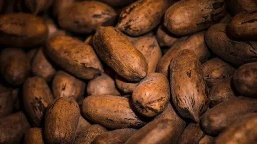 Imagem graos-de-cacau-ceplac