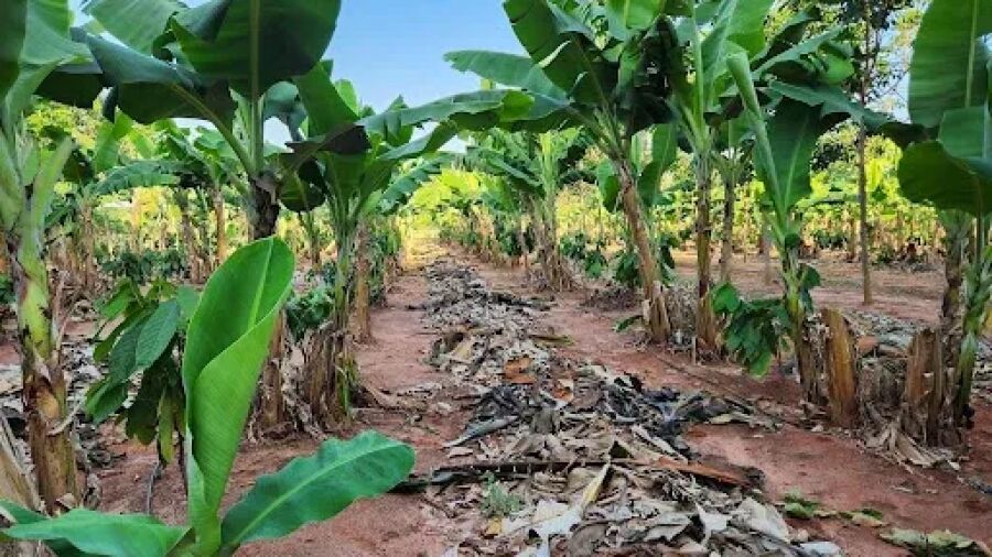 Imagem plantacao-de-bananais-campo-agricola